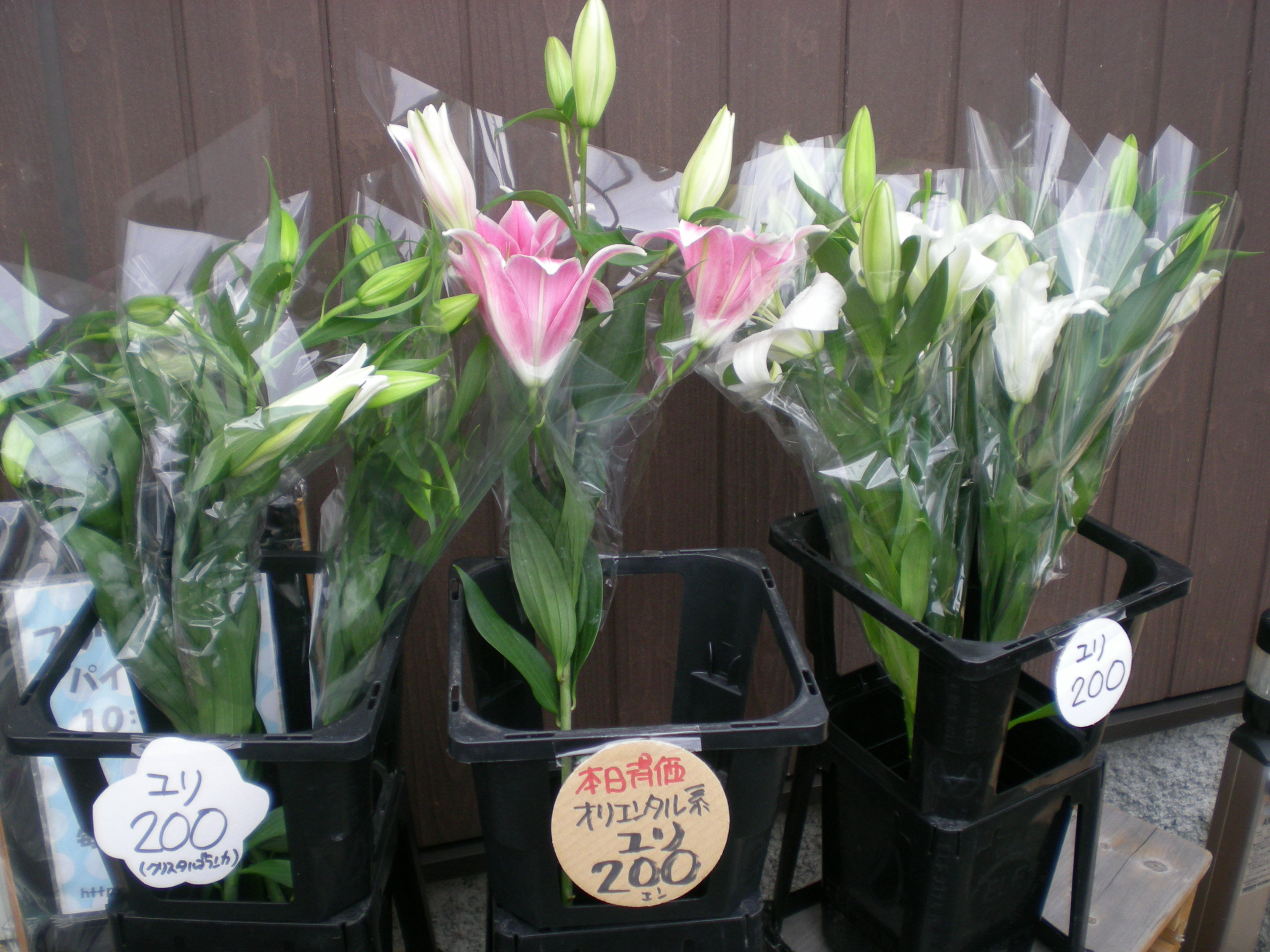 アップロードファイル 460-1.jpg