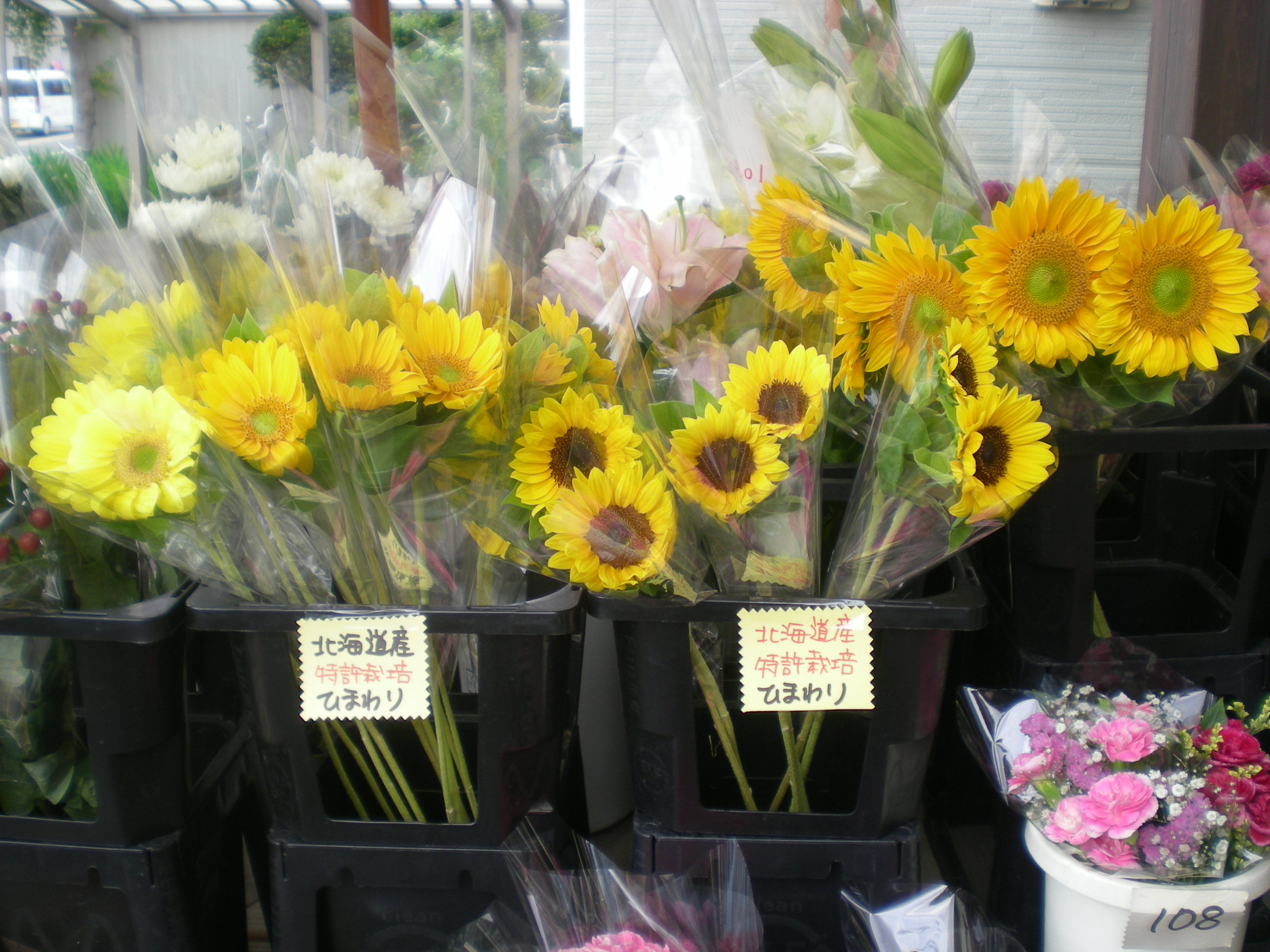 アップロードファイル 497-1.jpg