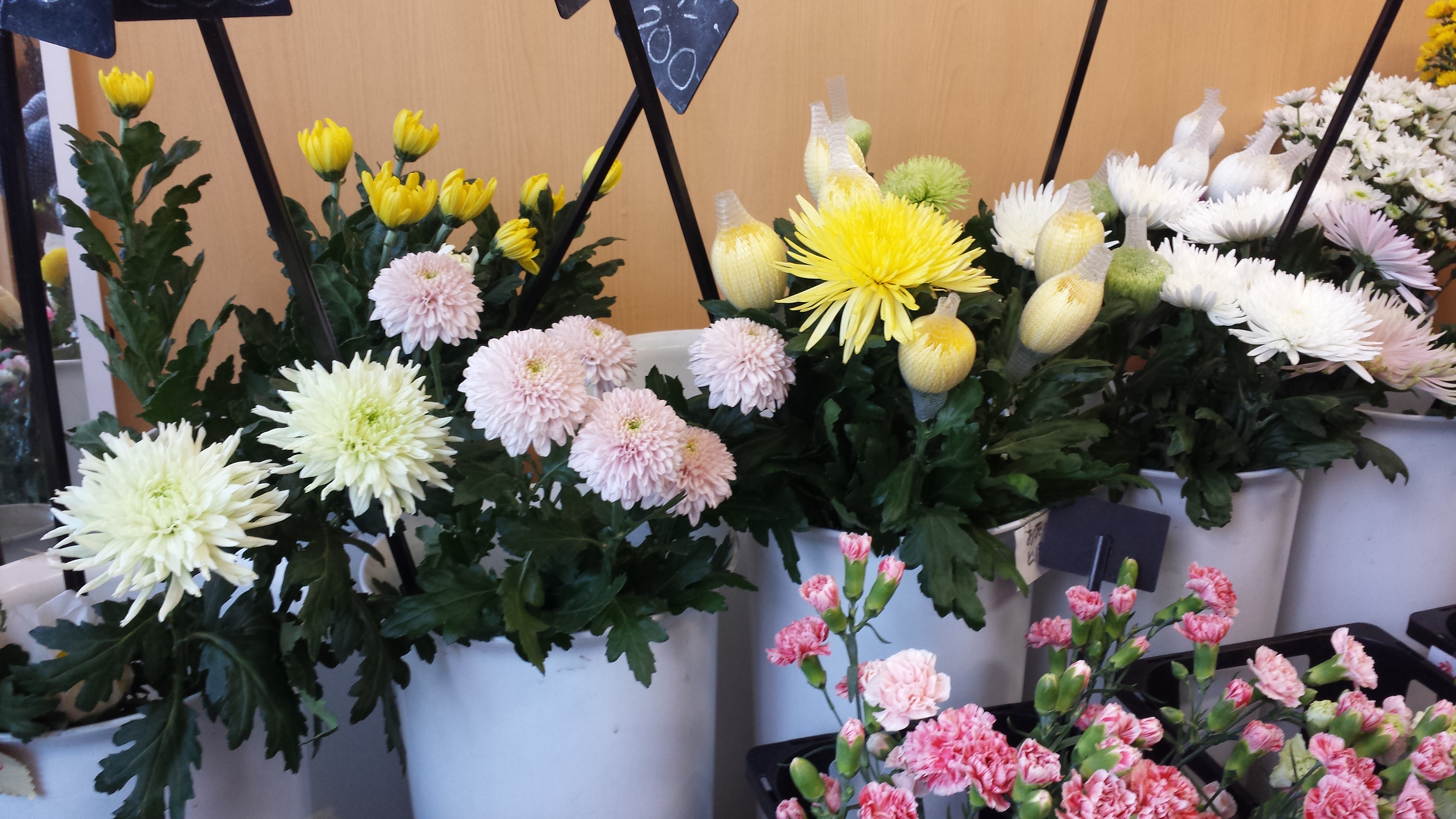 アップロードファイル 597-1.jpg