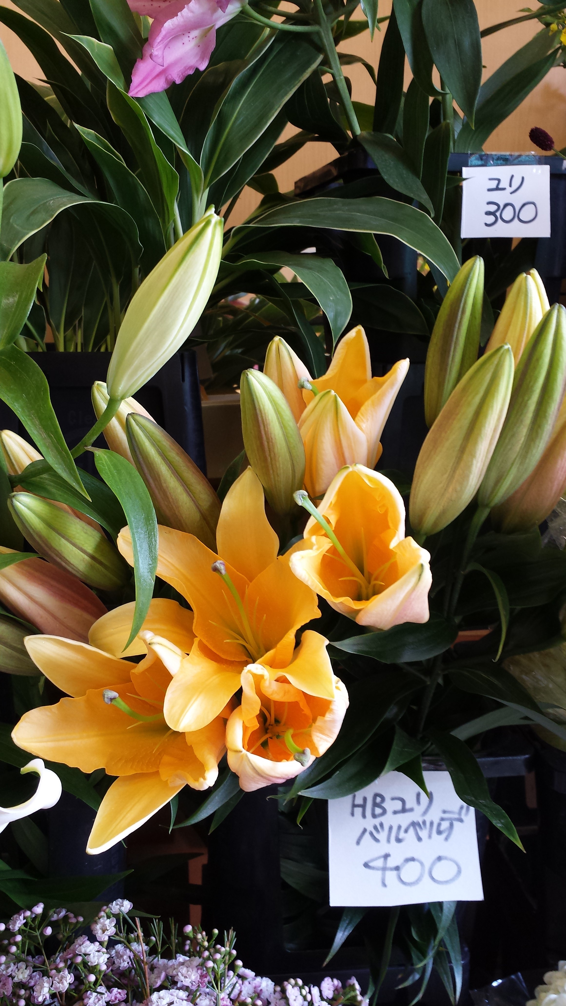 アップロードファイル 647-1.jpg