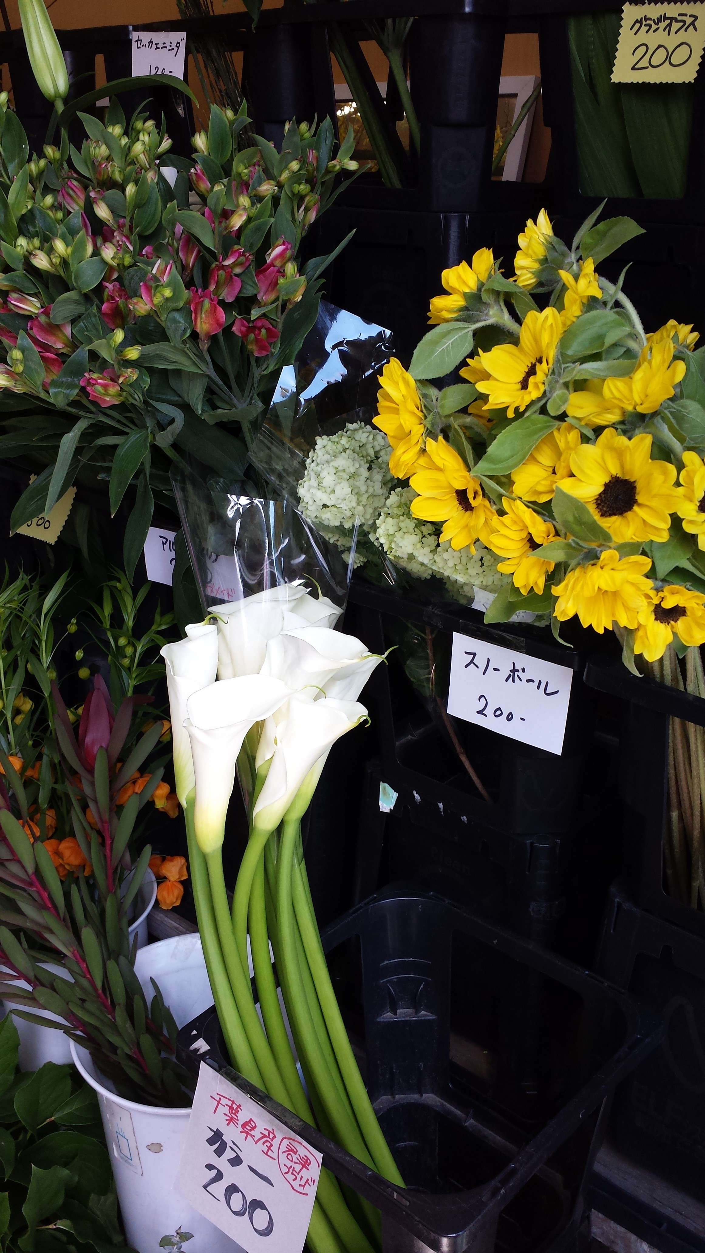 アップロードファイル 675-1.jpg