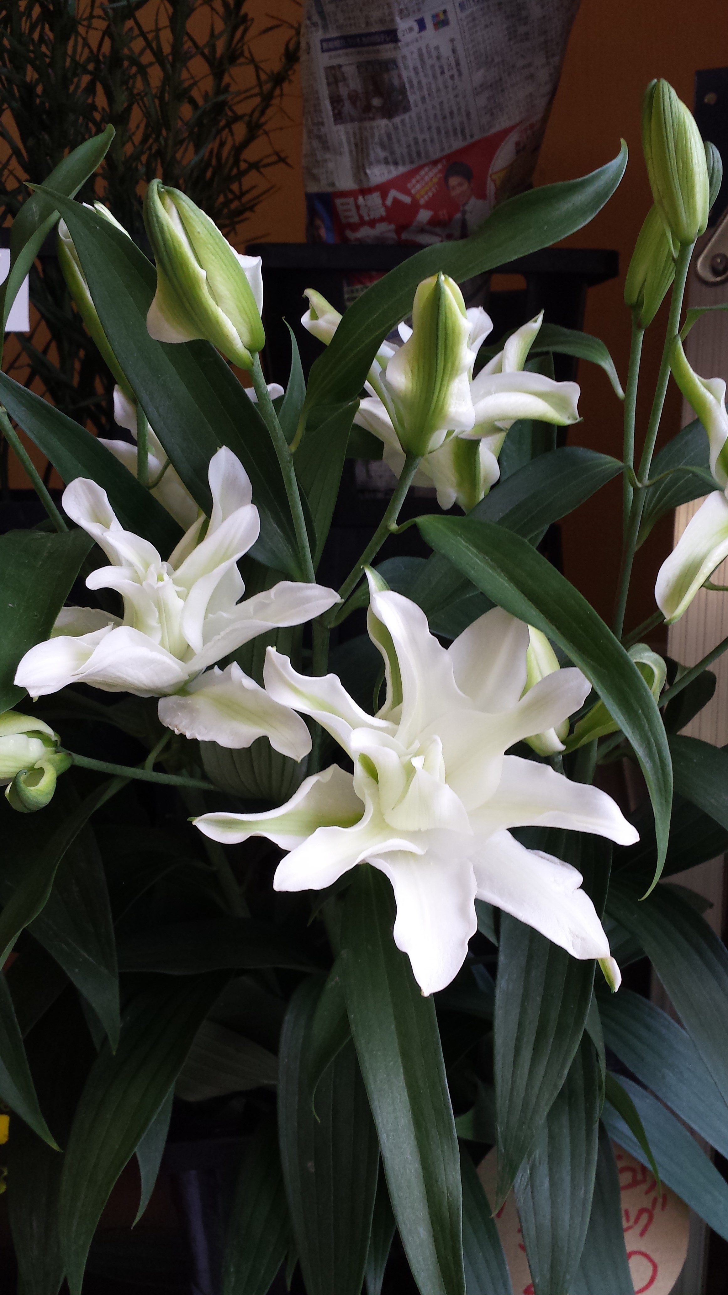 アップロードファイル 689-1.jpg