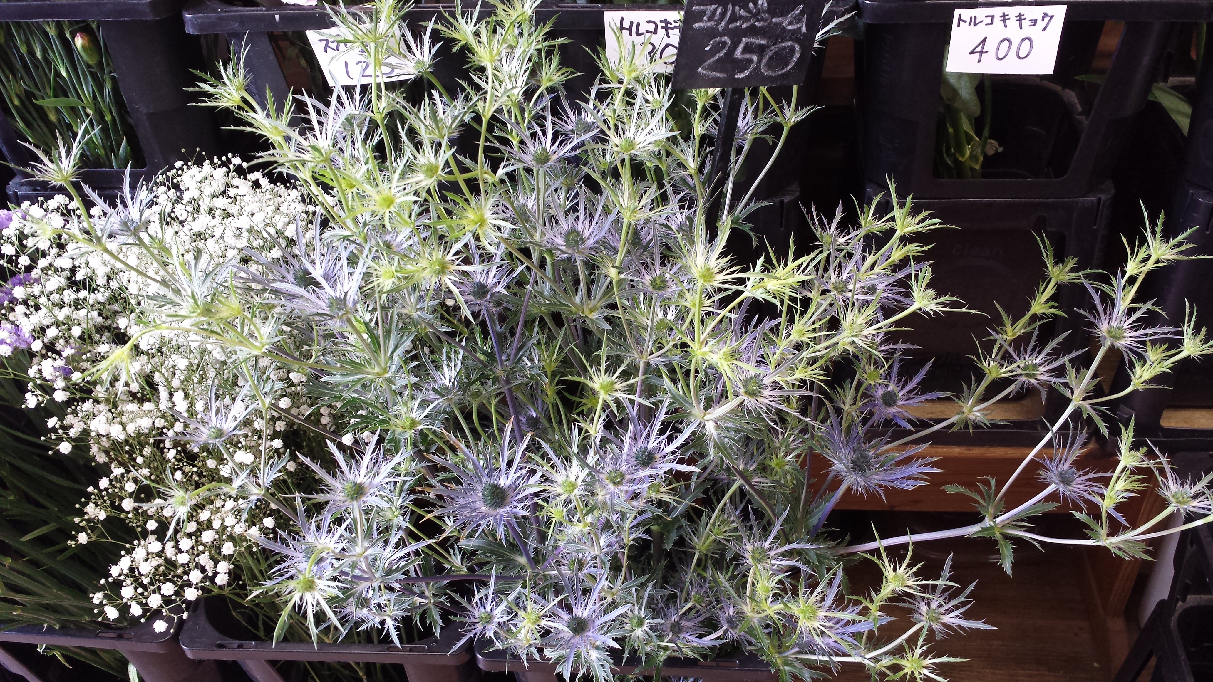 アップロードファイル 689-2.jpg