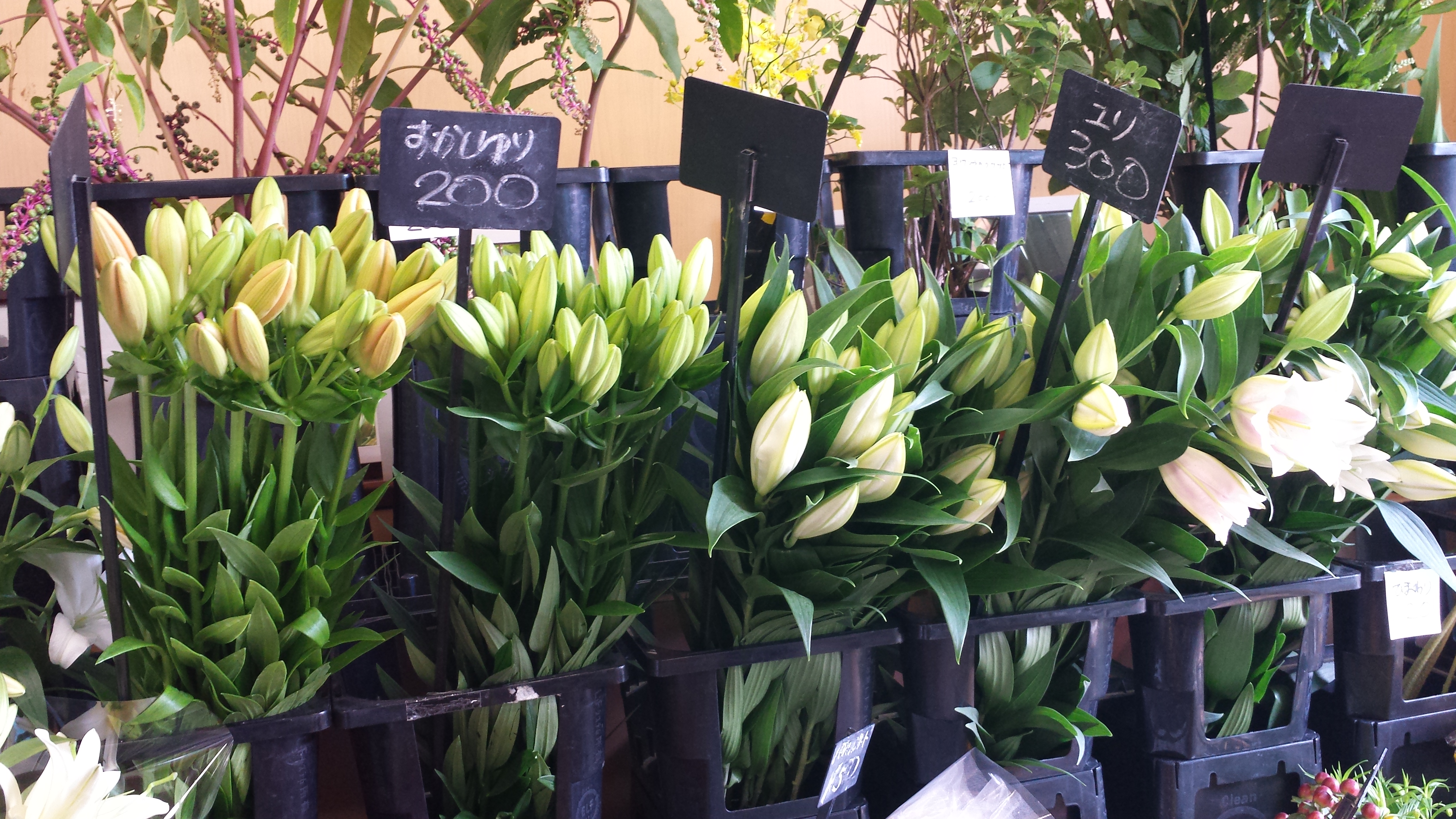 アップロードファイル 690-1.jpg