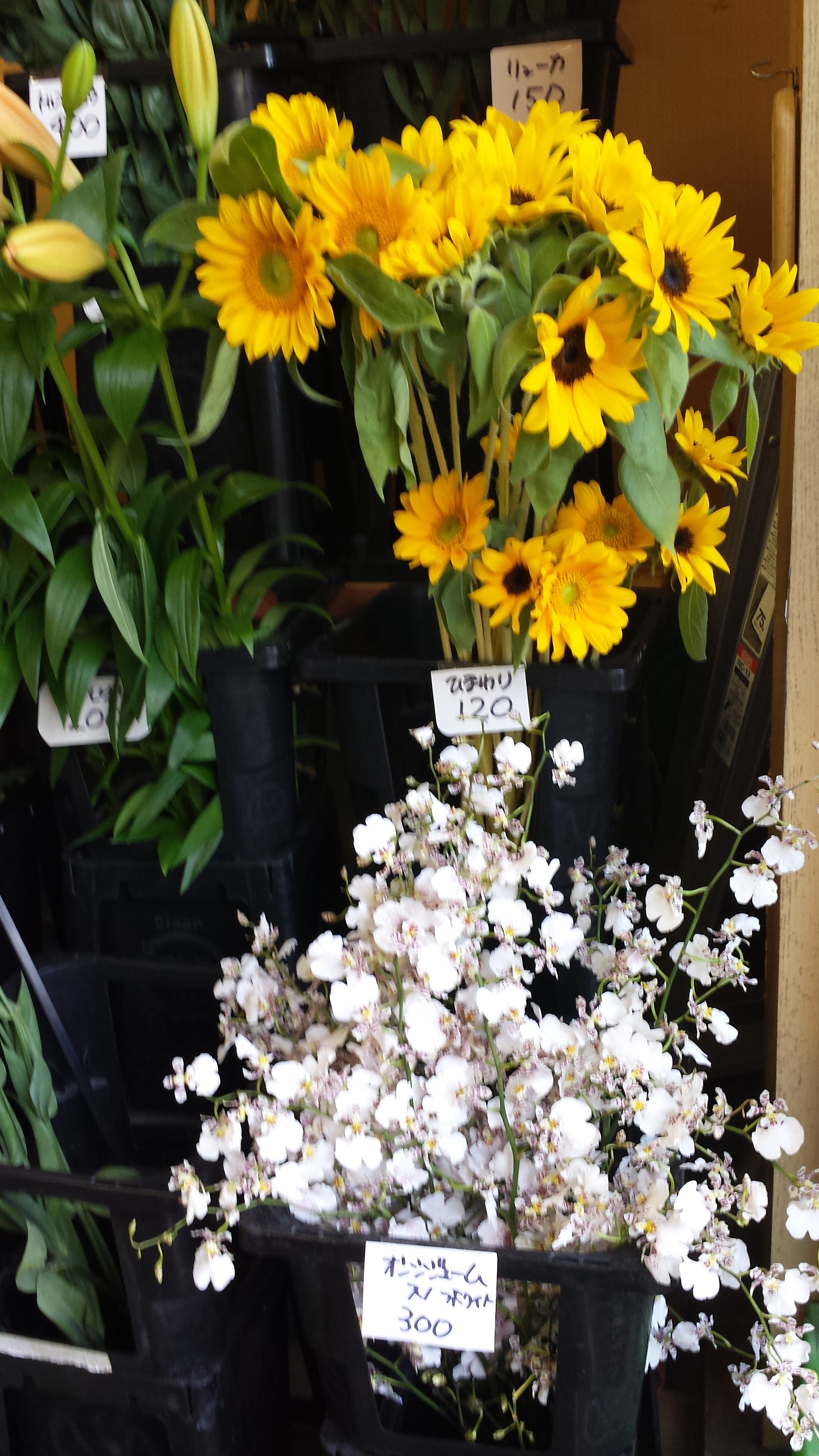 アップロードファイル 746-2.jpg