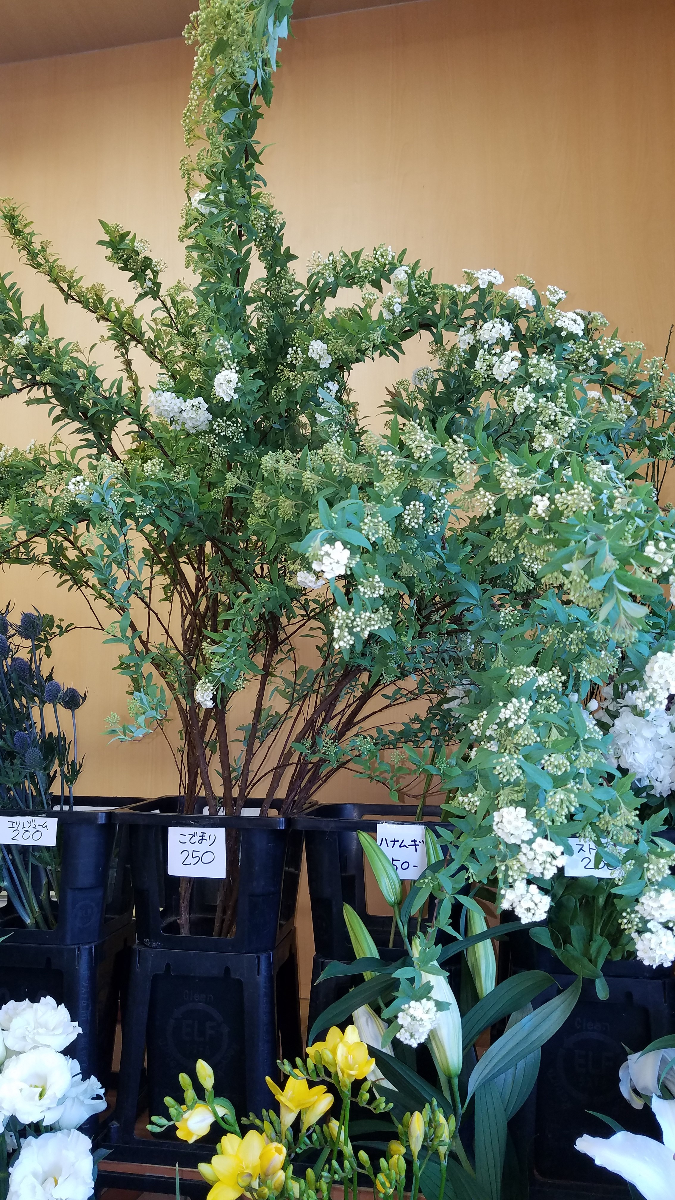 アップロードファイル 788-1.jpg