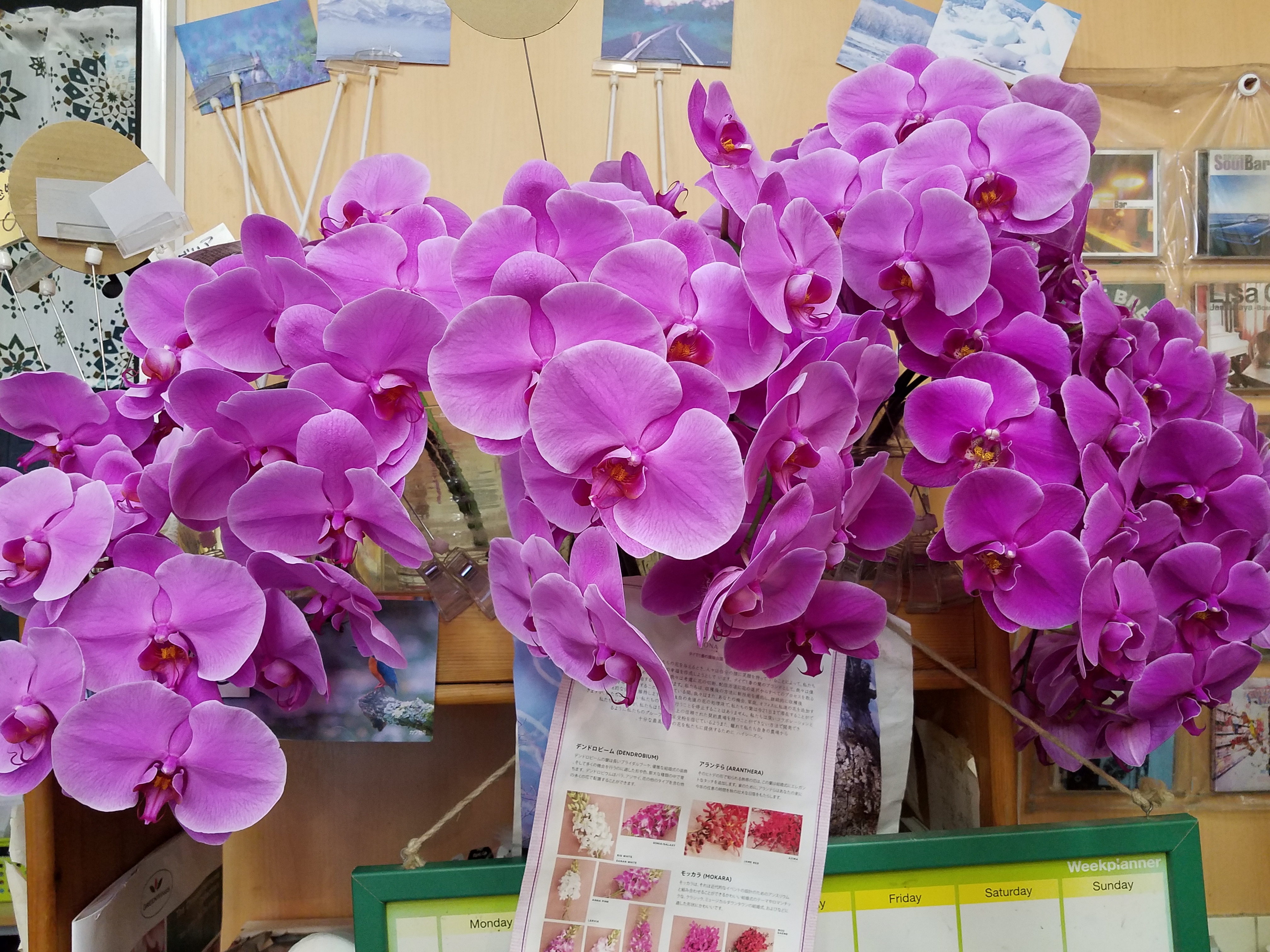 アップロードファイル 797-1.jpg