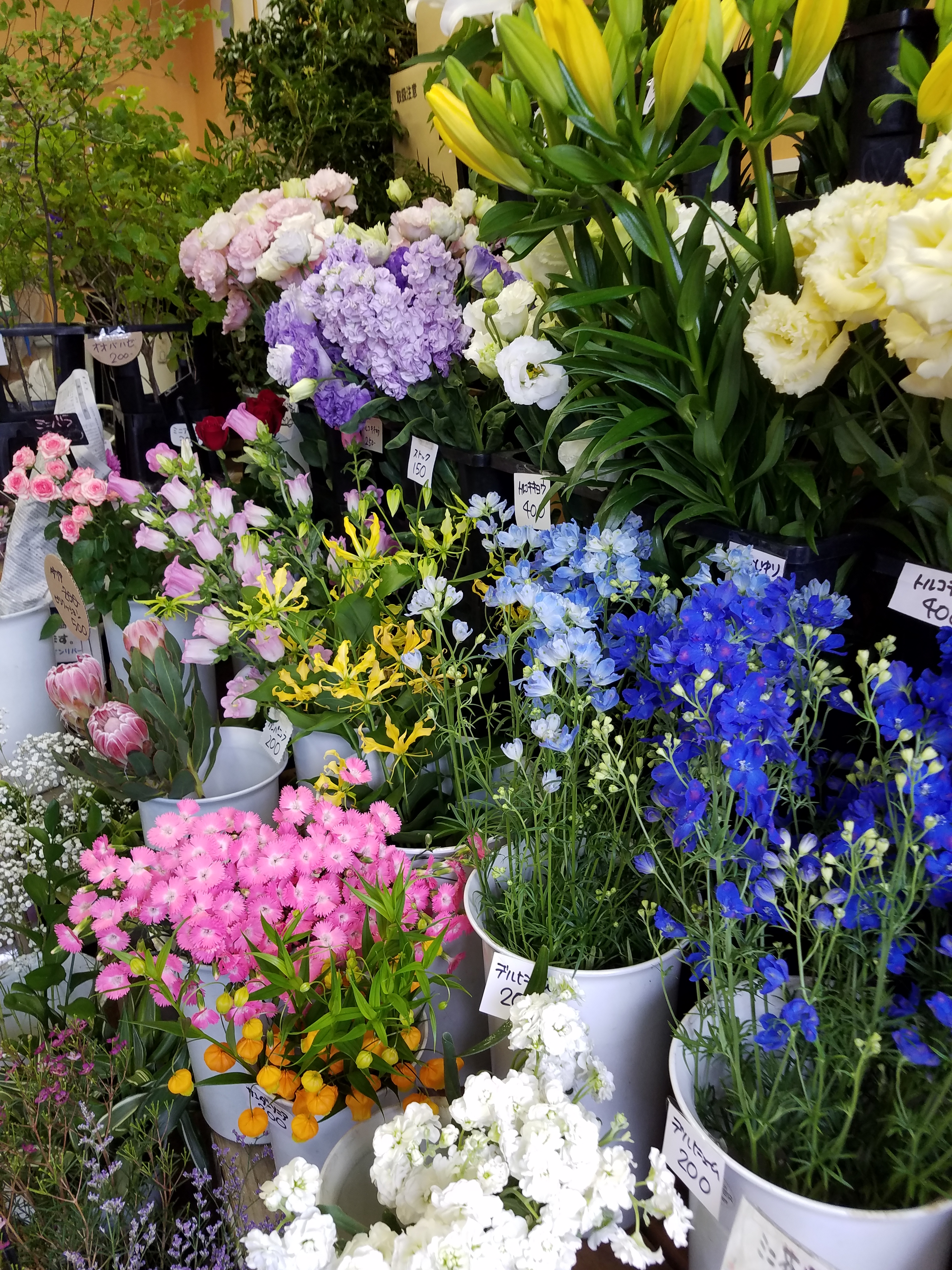 アップロードファイル 798-2.jpg