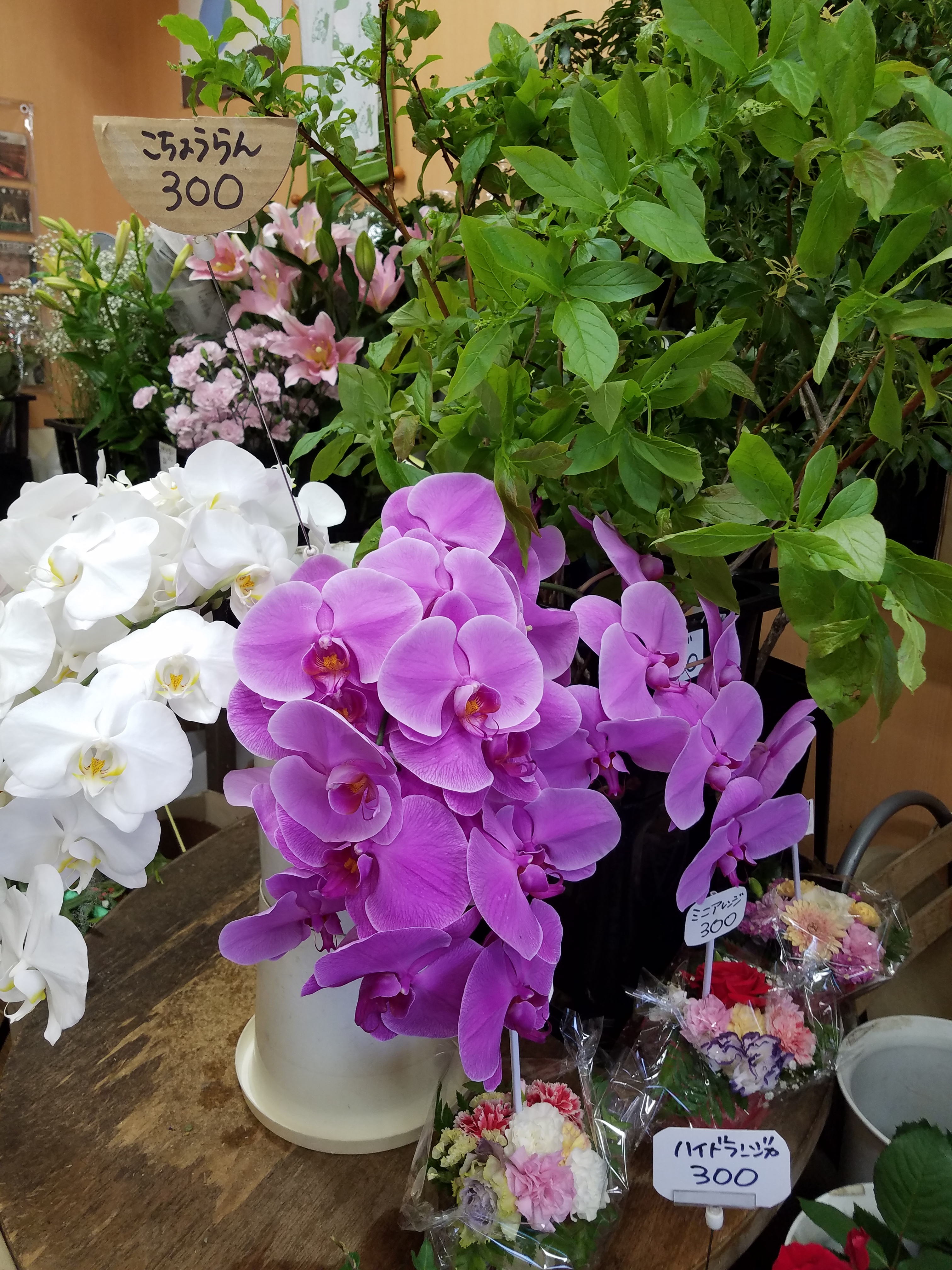 アップロードファイル 799-1.jpg