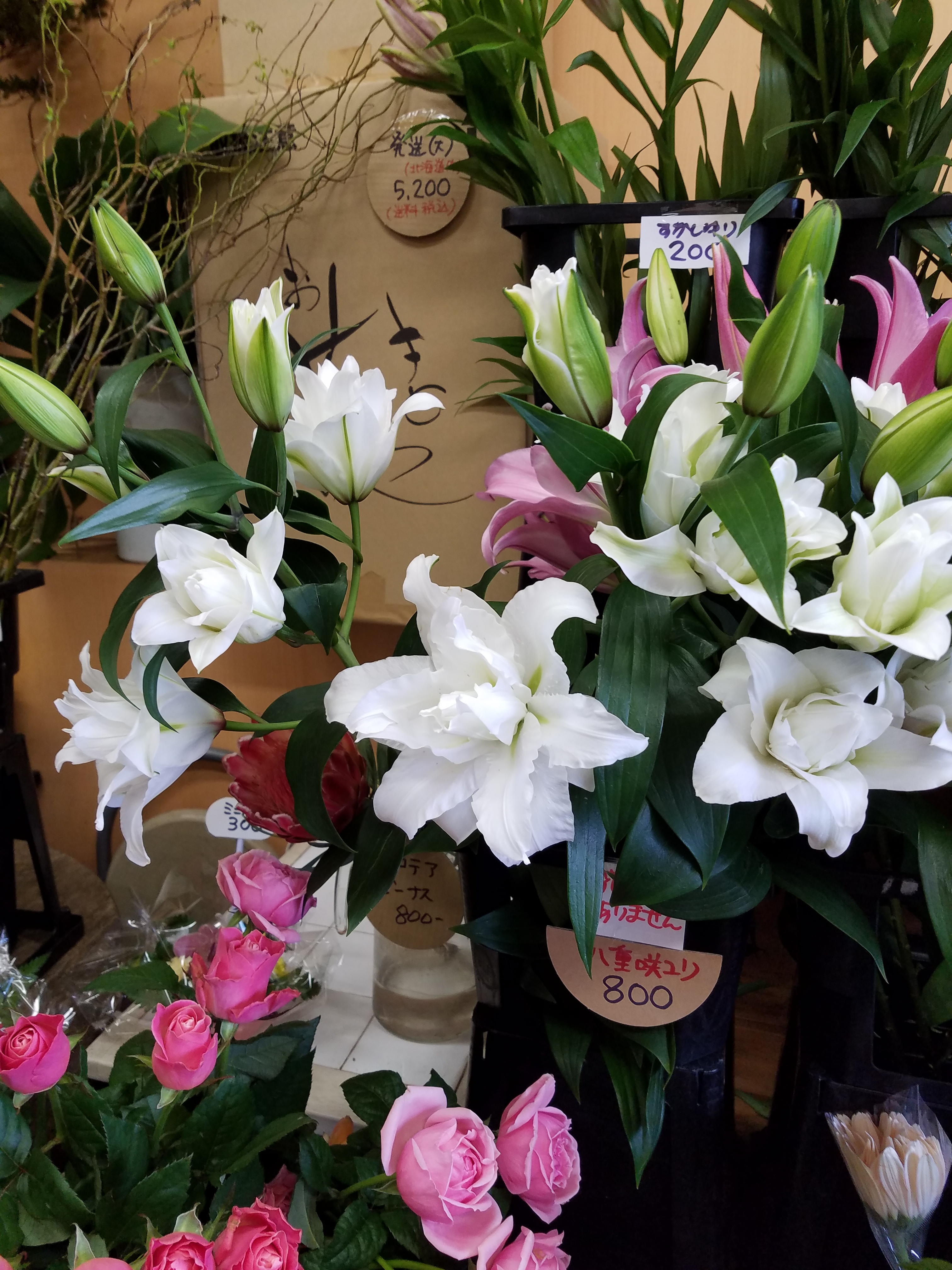 アップロードファイル 815-2.jpg