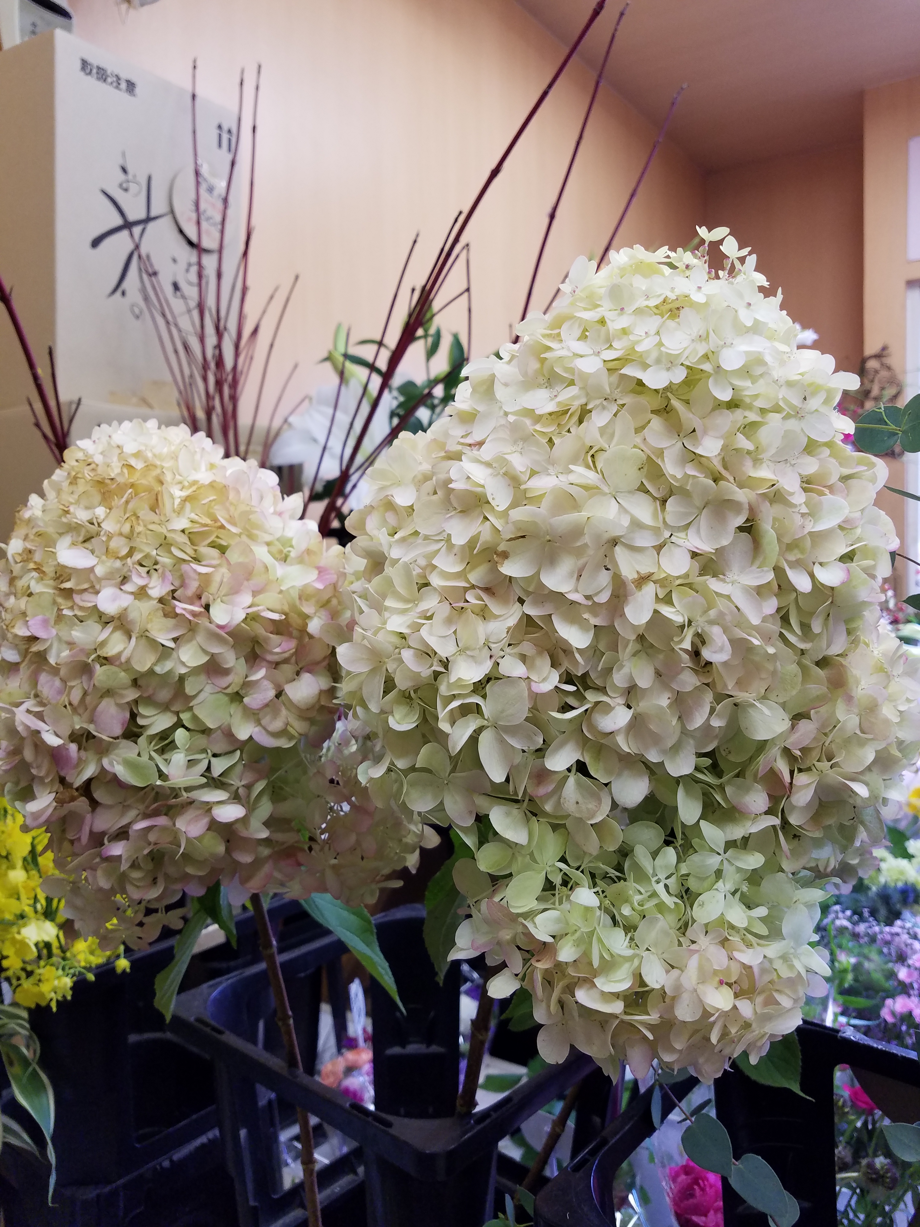 アップロードファイル 856-2.jpg