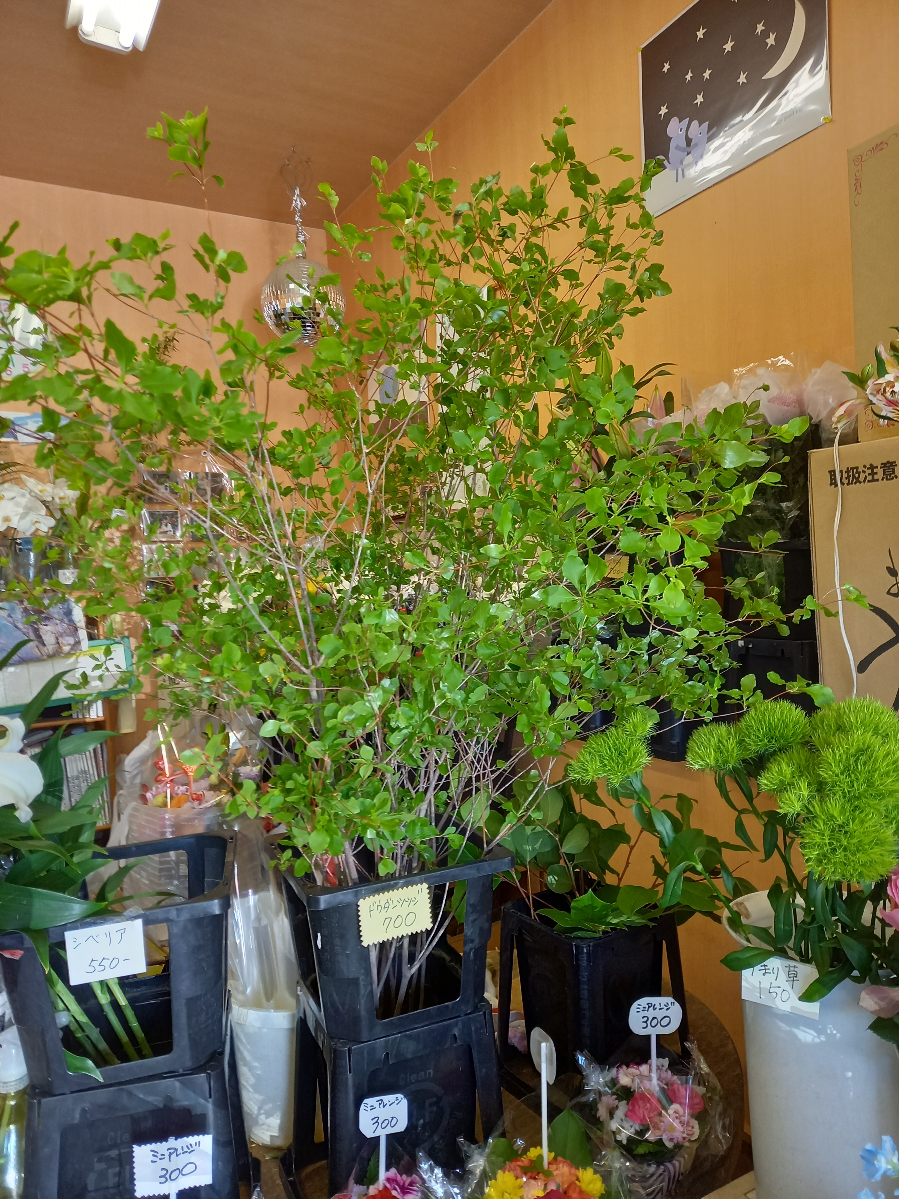 アップロードファイル 879-1.jpg