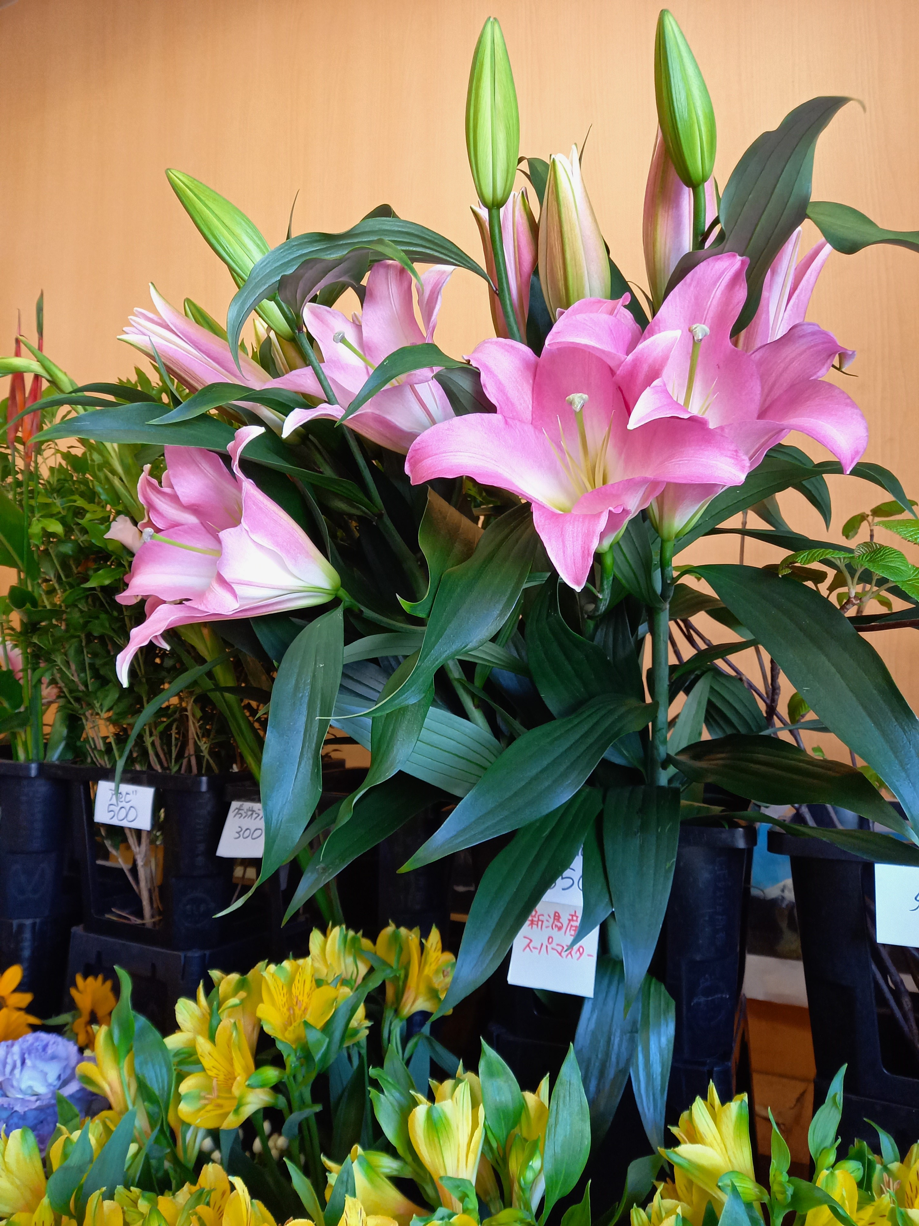 アップロードファイル 881-1.jpg