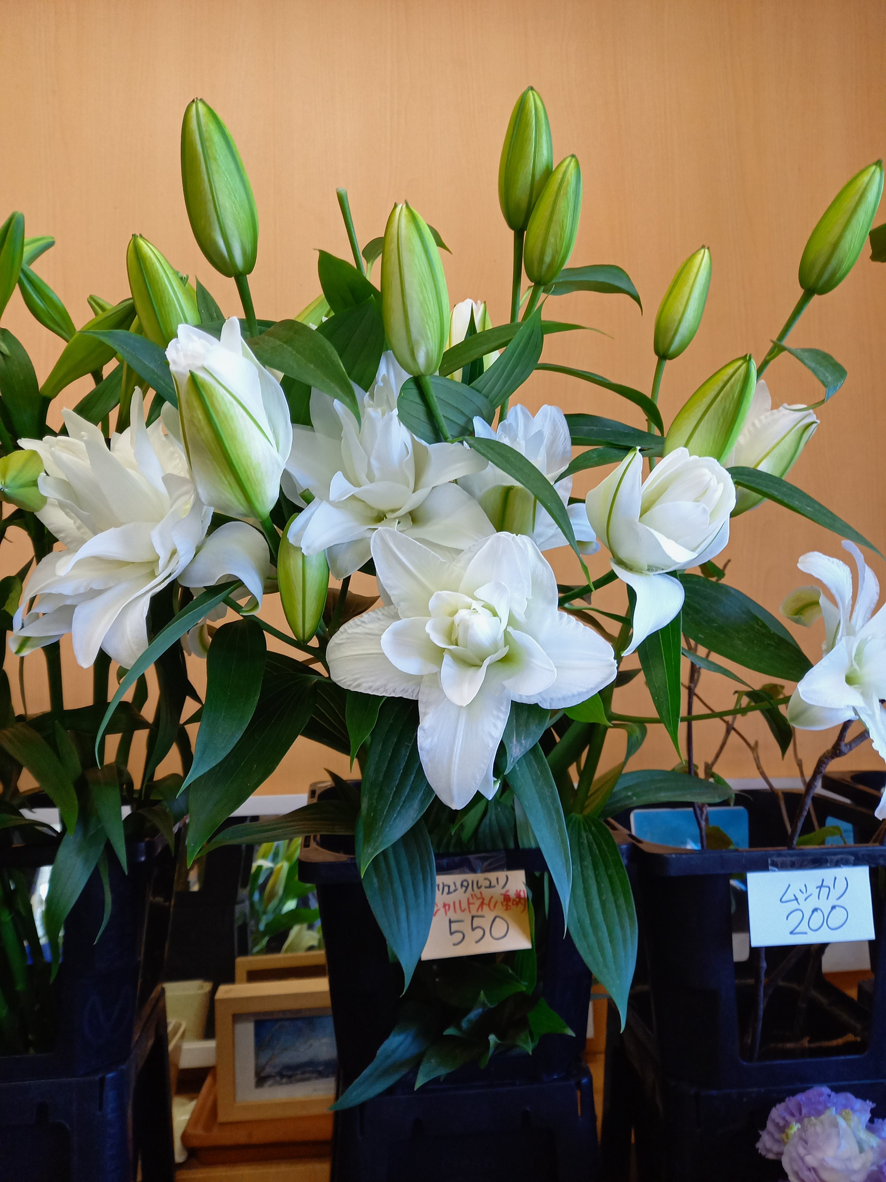 アップロードファイル 882-2.jpg